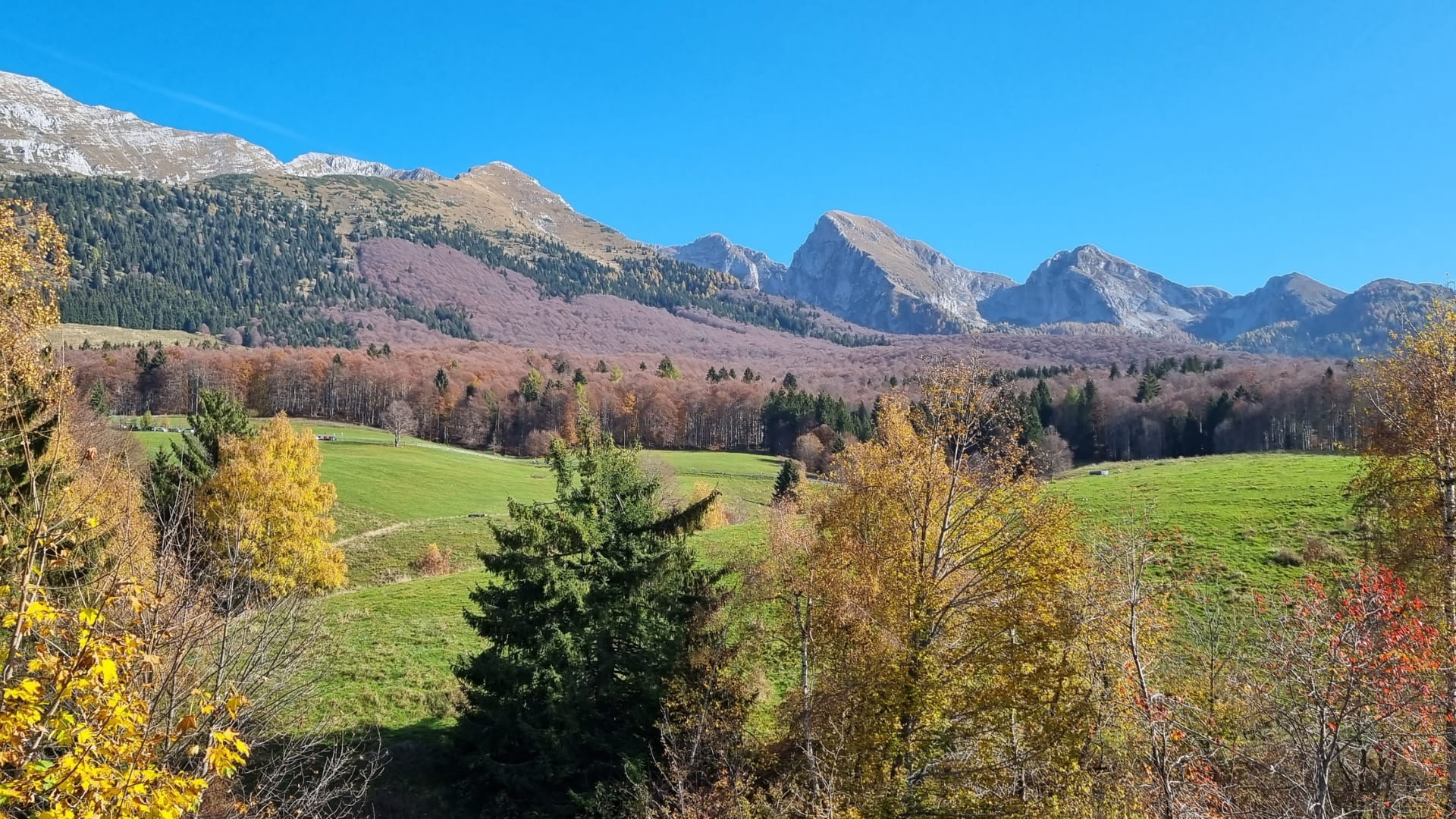 bosco del cansiglio