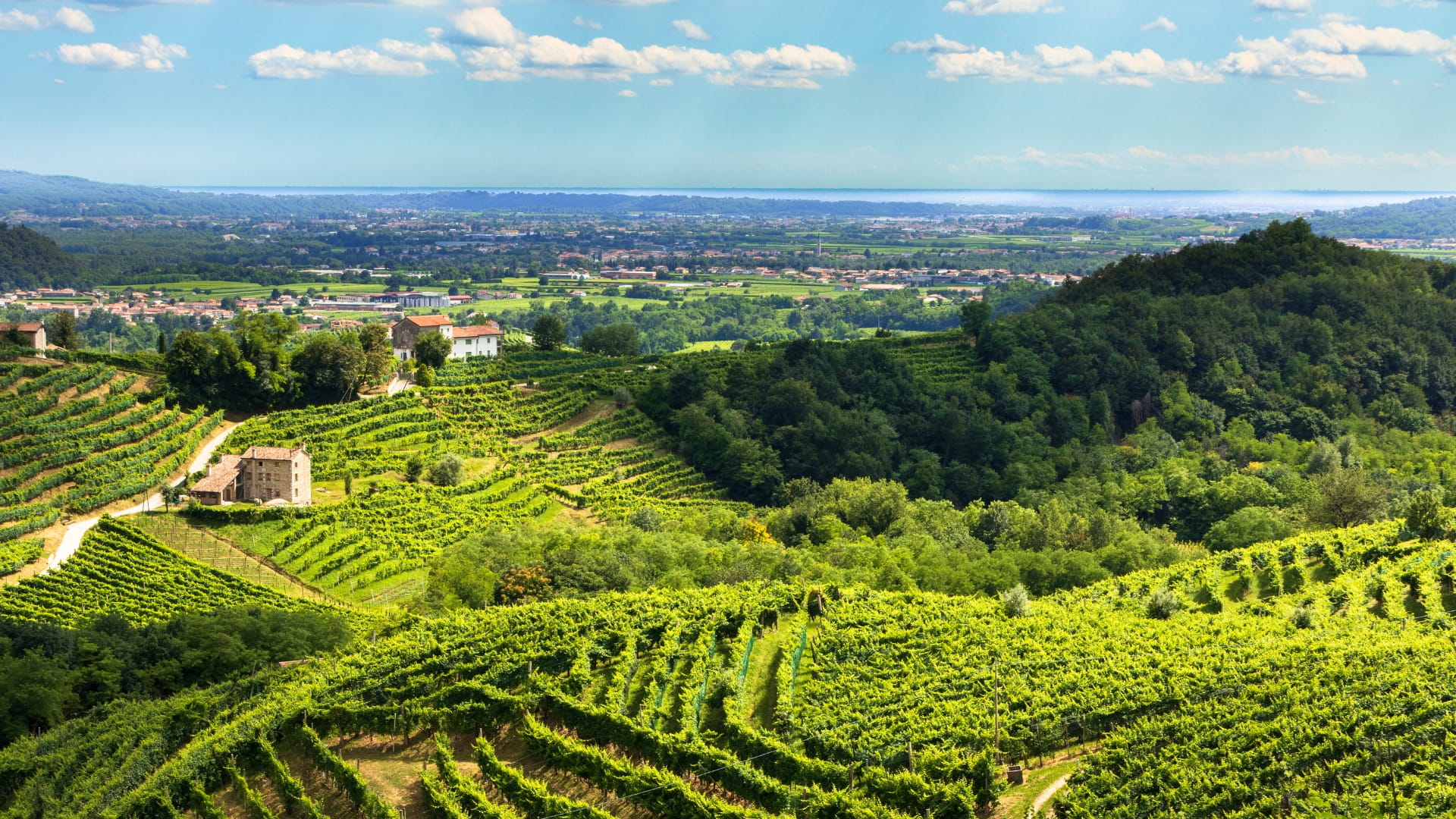 veduta nelle colline del prosecco conegliano veneto